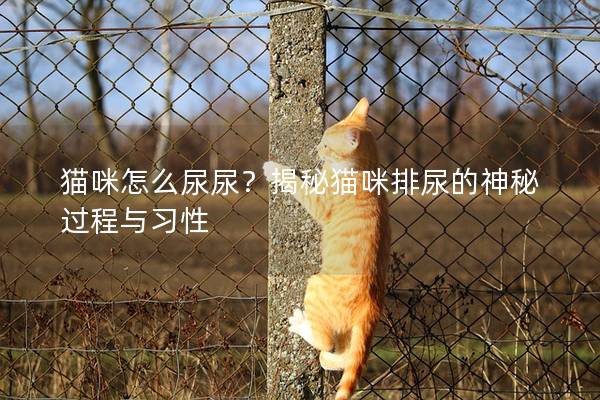 猫咪怎么尿尿？揭秘猫咪排尿的神秘过程与习性