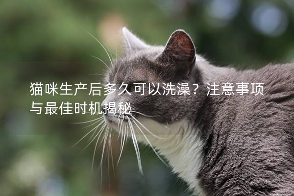 猫咪生产后多久可以洗澡？注意事项与最佳时机揭秘