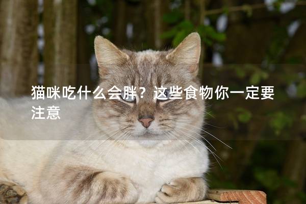 猫咪吃什么会胖？这些食物你一定要注意