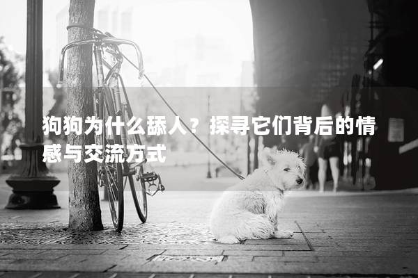 狗狗为什么舔人？探寻它们背后的情感与交流方式