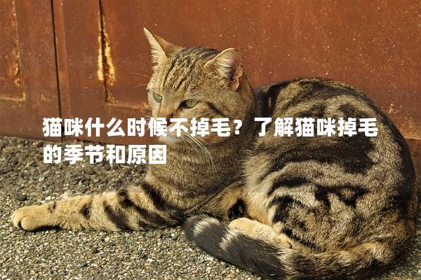 猫咪什么时候不掉毛？了解猫咪掉毛的季节和原因