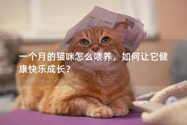 一个月的猫咪怎么喂养，如何让它健康快乐成长？