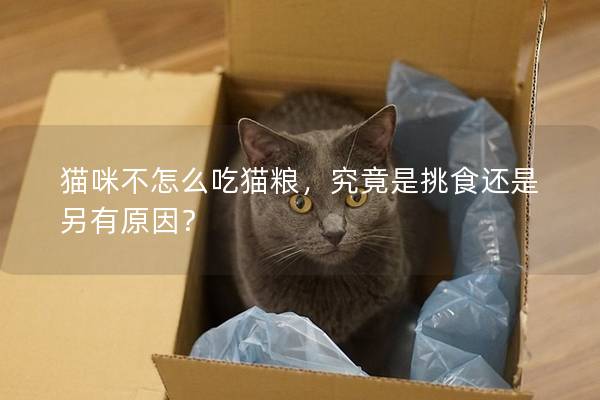 猫咪不怎么吃猫粮，究竟是挑食还是另有原因？