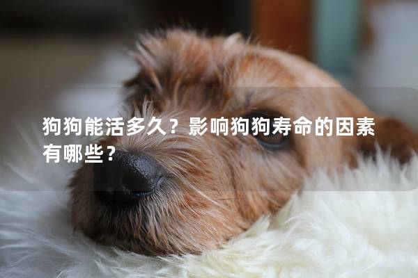 狗狗能活多久？影响狗狗寿命的因素有哪些？