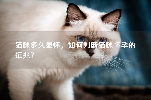 猫咪多久显怀，如何判断猫咪怀孕的征兆？