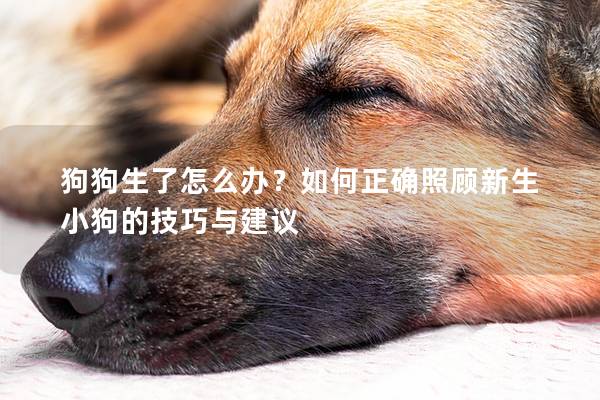 狗狗生了怎么办？如何正确照顾新生小狗的技巧与建议