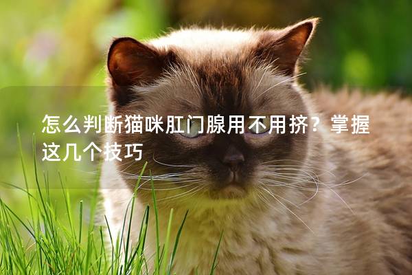 怎么判断猫咪肛门腺用不用挤？掌握这几个技巧