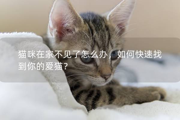 猫咪在家不见了怎么办，如何快速找到你的爱猫？