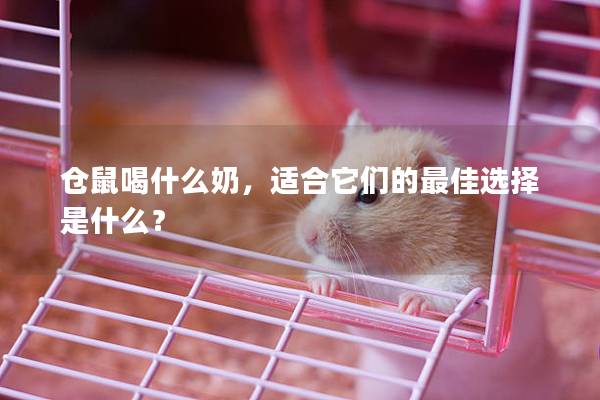 仓鼠喝什么奶,适合它们的最佳选择是什么? 仓鼠喝什么奶,适合它们的最佳选择是什么?