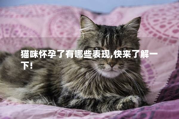 猫咪怀孕了有哪些表现,快来了解一下!