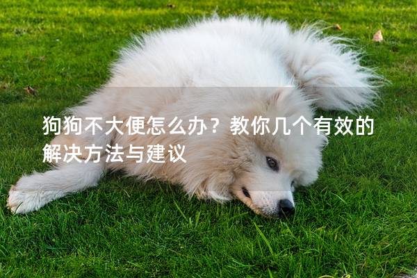 狗狗不大便怎么办？教你几个有效的解决方法与建议