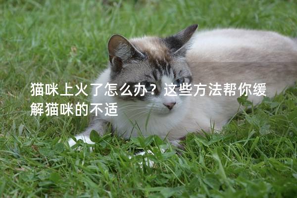 猫咪上火了怎么办？这些方法帮你缓解猫咪的不适