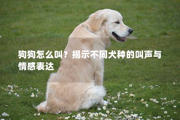 狗狗怎么叫？揭示不同犬种的叫声与情感表达