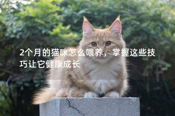 2个月的猫咪怎么喂养，掌握这些技巧让它健康成长