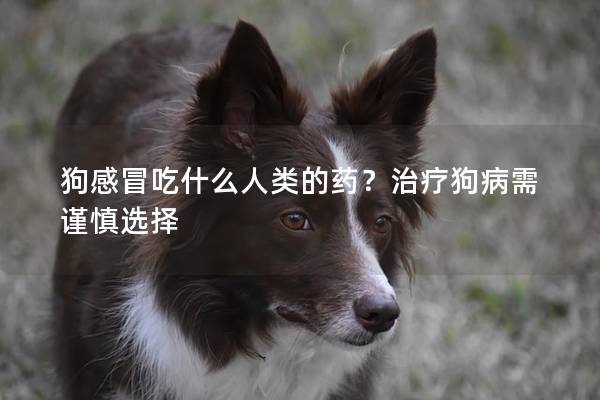 狗感冒吃什么人类的药？治疗狗病需谨慎选择