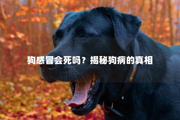 狗感冒会死吗？揭秘狗病的真相