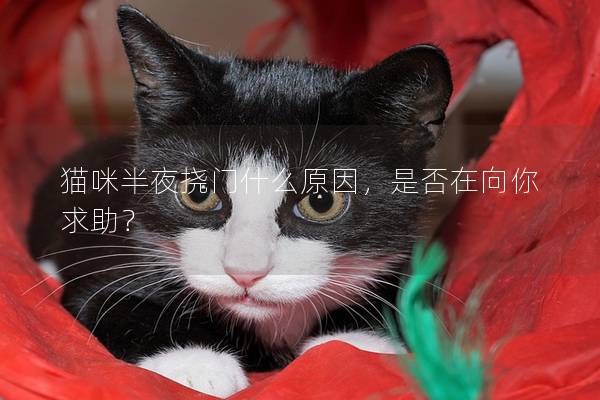 猫咪半夜挠门什么原因，是否在向你求助？