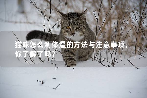 猫咪怎么测体温的方法与注意事项，你了解了吗？