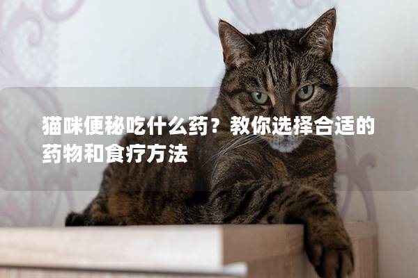 猫咪便秘吃什么药？教你选择合适的药物和食疗方法