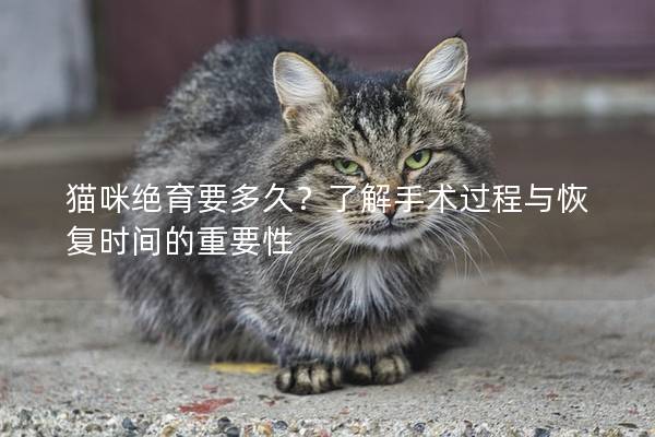 猫咪绝育要多久？了解手术过程与恢复时间的重要性