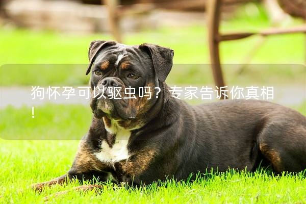 狗怀孕可以驱虫吗？专家告诉你真相!