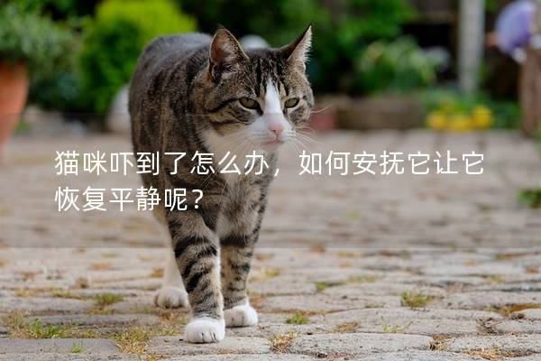 猫咪吓到了怎么办，如何安抚它让它恢复平静呢？