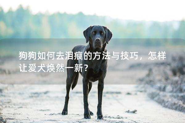 狗狗如何去泪痕的方法与技巧，怎样让爱犬焕然一新？