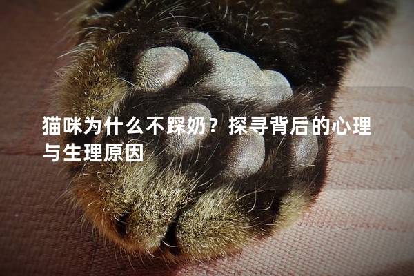 猫咪为什么不踩奶？探寻背后的心理与生理原因