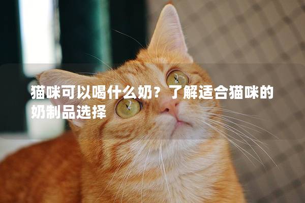 猫咪可以喝什么奶？了解适合猫咪的奶制品选择