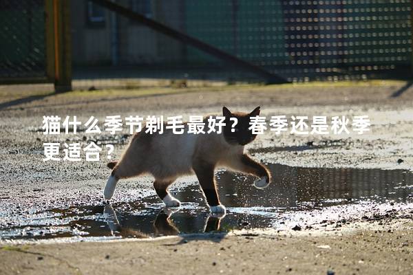 猫什么季节剃毛最好？春季还是秋季更适合？