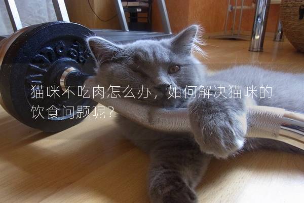 猫咪不吃肉怎么办，如何解决猫咪的饮食问题呢？