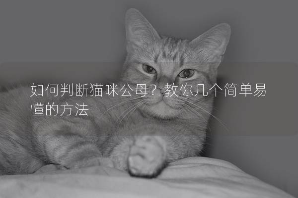 如何判断猫咪公母？教你几个简单易懂的方法