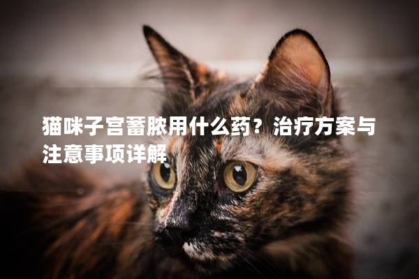 猫咪子宫蓄脓用什么药？治疗方案与注意事项详解