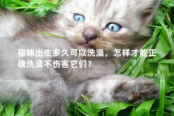 猫咪出生多久可以洗澡，怎样才能正确洗澡不伤害它们？