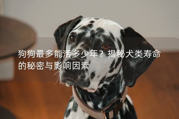 狗狗最多能活多少年？揭秘犬类寿命的秘密与影响因素