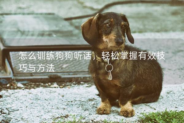 怎么训练狗狗听话，轻松掌握有效技巧与方法