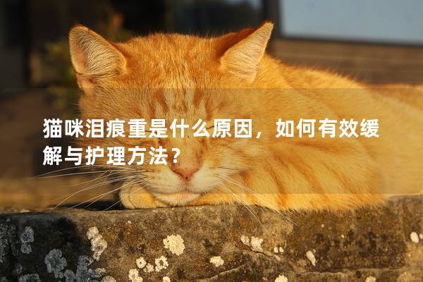 猫咪泪痕重是什么原因，如何有效缓解与护理方法？