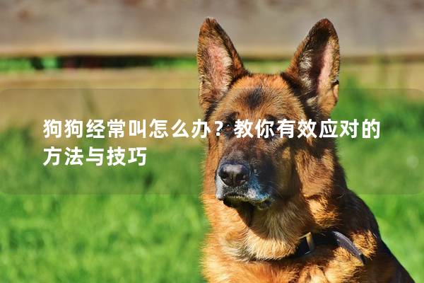 狗狗经常叫怎么办？教你有效应对的方法与技巧