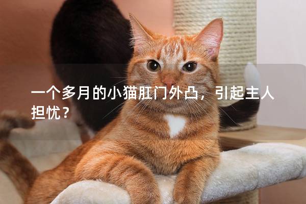 一个多月的小猫肛门外凸，引起主人担忧？