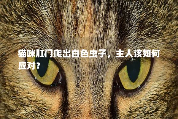 猫咪肛门爬出白色虫子，主人该如何应对？