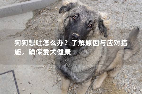 狗狗想吐怎么办？了解原因与应对措施，确保爱犬健康