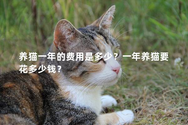 养猫一年的费用是多少？一年养猫要花多少钱？