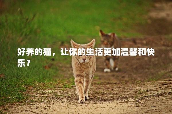 好养的猫，让你的生活更加温馨和快乐？