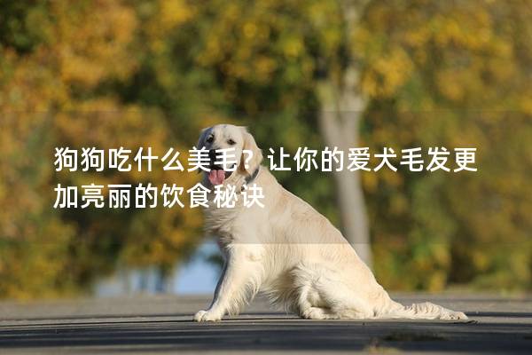 狗狗吃什么美毛？让你的爱犬毛发更加亮丽的饮食秘诀