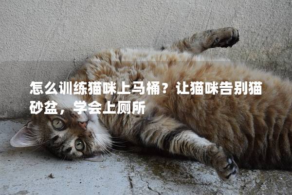 怎么训练猫咪上马桶？让猫咪告别猫砂盆，学会上厕所