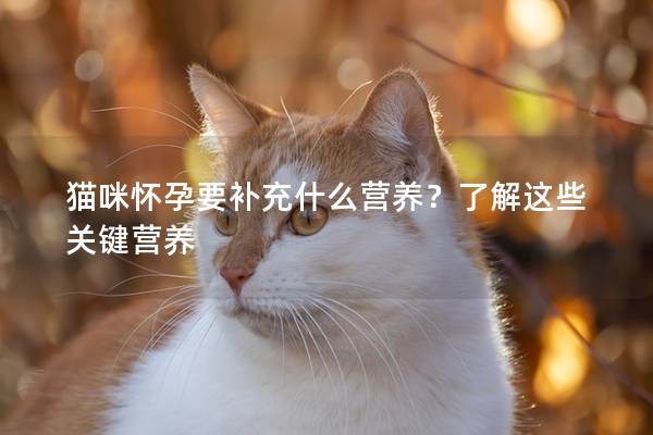 猫咪怀孕要补充什么营养？了解这些关键营养