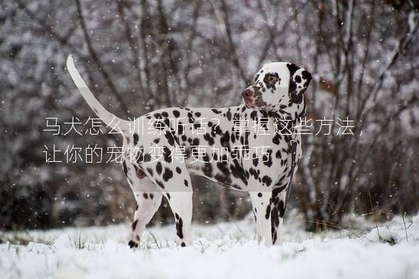 马犬怎么训练听话？掌握这些方法，让你的宠物变得更加乖巧