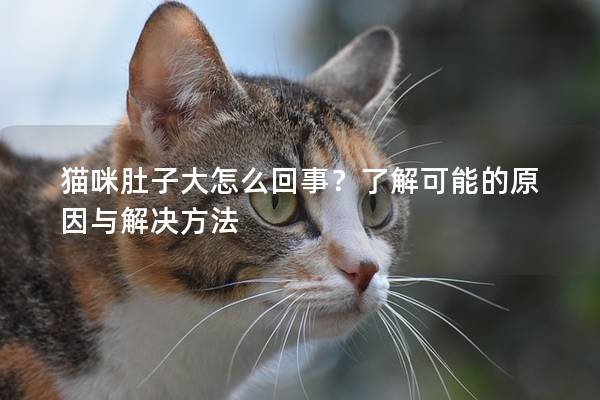 猫咪肚子大怎么回事？了解可能的原因与解决方法