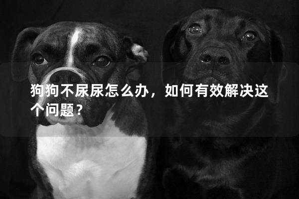 狗狗不尿尿怎么办，如何有效解决这个问题？