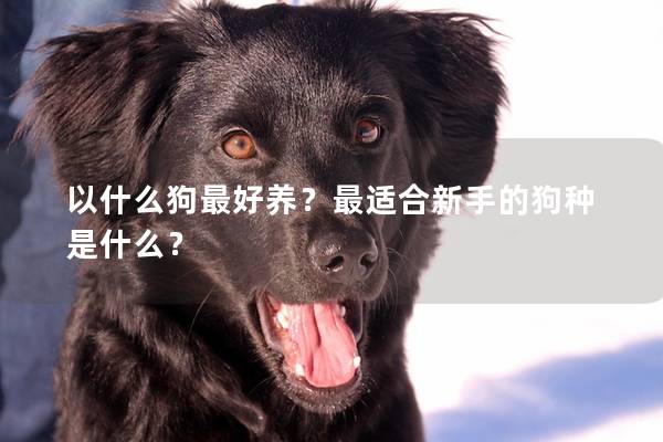 以什么狗最好养？最适合新手的狗种是什么？